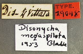 Media type: image;   Entomology 29048 Aspect: labels